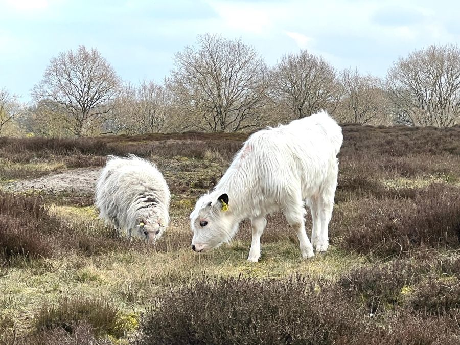 Ein Schaf und ein weißes Kalb grasen in der Heide